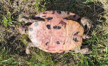 Pri Vodnom diele Žilina našli mŕtvu korytnačku. Na Slovensku je tento druh zakázaný
