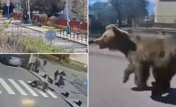 Medveďa, ktorý zranil ľudí v Liptovskom Mikuláši, usmrtili. Mesto odvoláva mimoriadnu situáciu