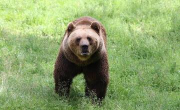 Vláda chce odstrel medveďa dostať do ústavy
