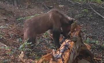 Strach z medveďov: Obce pri Martine varujú ľudí, aby ráno a večer nevychádzali z obytných častí