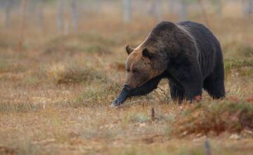 Pri obľúbenej turistickej atrakcii sa pohybuje medveď, turčianska obec varuje návštevníkov