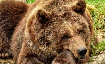 Postreleného medveďa nad Višňovým stopovali 8 kilometrov, pátranie skončilo neúspechom