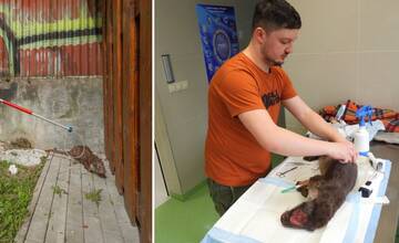 FOTO: Na žilinskej veterine zachraňovali zúboženú vydru, ktorú dohrýzol pes