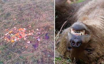 Medvede k ľuďom podľa Ekofóra lákajú poľovnícke vnadiská. Vznikla petícia proti ich kŕmeniu