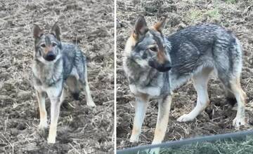 Na hranici Žilinského kraja sa už týždne túla plachá fena. Ak ju uvidíte, nahláste jej polohu odborníkom