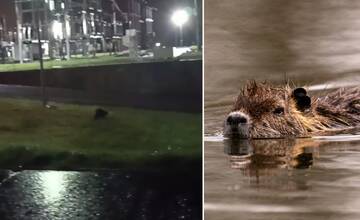 Pri vodnom diele v Žiline po roku opäť zahliadli bobra. Po okolitých cestách jazdite ohľaduplne