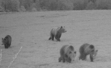 Pri Žiline sa pohybuje medvedica s mláďatami, rovnakú rodinku tam videli minulý rok