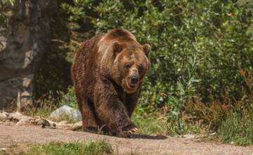 Na lesníka z Liptova zaútočil medveď už druhýkrát. Zviera ho prevalcovalo, zachránili ho výstrely