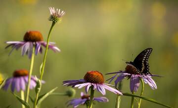 V Bytči vyrastú kvitnúce lúky. Mesto chce na sídlisko prilákať motýle aj iných opeľovačov
