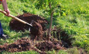 Oslávte Deň zeme na Kysuciach. Zasadíte si pamätný strom so zeminou z vlastnej záhrady