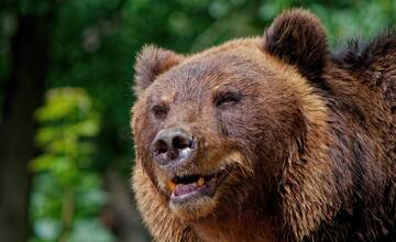 Medvedica mala na Kysuciach útočiť priamo na turistickom chodníku. V snehu našli aj stopy mláďaťa