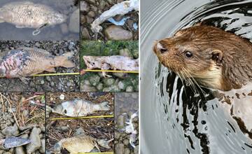 FOTO: Pri vodnom diele ležali mŕtve ryby, ulovila ich chránená vydra. Zabila aj trofejného kapra