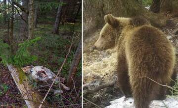 Na Liptove mohli zastreliť nesprávneho medveďa, My sme les podalo trestné oznámenie