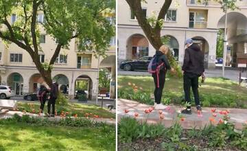 VIDEO: Žilinský Bulvár si pomýlili s kvetinárstvom. Dvojica si prišla natrhať tulipány za bieleho dňa