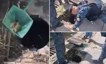 VIDEO: Do kanála na Nemocničnej v Žiline spadli káčatká. Na slobodu im pomohli mestskí policajti