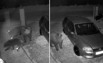 VIDEO: Do dvora v Sučanoch vošli štyri medvede, jedného zaujalo parkujúce auto