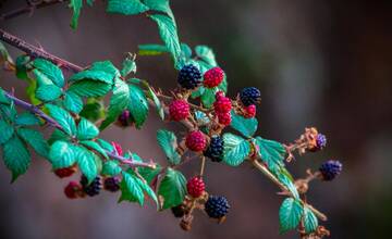 Plné košíky čučoriedok a malín ich vyjdú draho. Ministerstvo upozorňuje na nelegálny zber lesných plodín