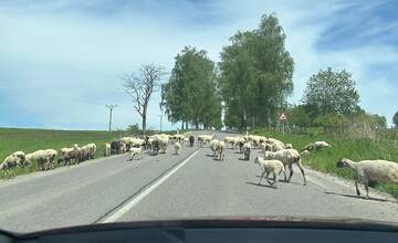 Pred hranicami s Poľskom sa po ceste prechádza stádo oviec, dajte si pozor
