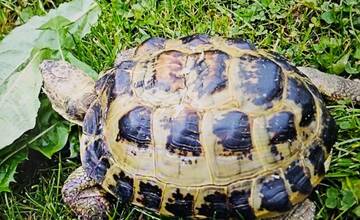 V pohraničnej obci na Kysuciach sa stratila korytnačka. Majiteľ ponúka nálezcovi 100 eur