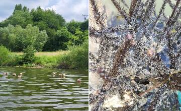 FOTO: Hniezda vo Vodnom diele Žilina plnia svoj účel. Kusy smrekovej čečiny posiali ikry