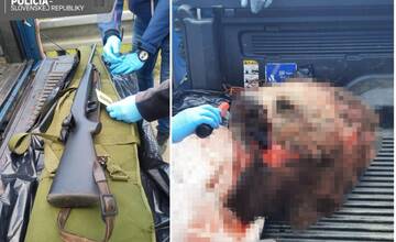 FOTO: Žene hrozí za ulovenie a porciovanie medvedice 5 rokov za mrežami. Mŕtve zviera viezla do Česka