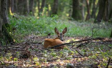 V žilinskom lesoparku je viacero mláďat srniek. Nechytajte ich a držte psy na vôdzkach