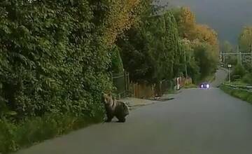 Medvede opäť vyvolali mimoriadnu situáciu, vyhlásili ju v Martinskom okrese. Obce varujú ľudí