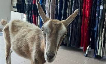 Koza v obchode s montérkami na Orave baví internet. Nestratila sa vám?