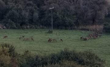 Lesné divadlo rovno pod oknami: Obyvatelia Hájika pozorujú stáda vysokej zveri