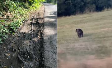 VIDEO: Po ceste v Turci sa prechádzal medveď. Zavítal na cintorín aj k obľúbenému prameňu
