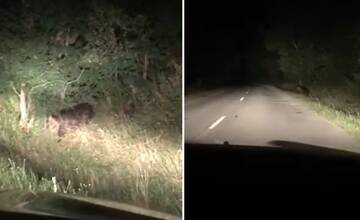 Martinčan si myslel, že zrazil psa. Do cesty mu vošlo medvieďa, spolu s matkou tam ostali hodiny