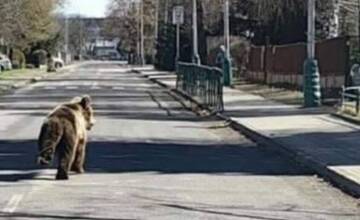 Mesto na Liptove varuje pred viacerými medveďmi. Chodia ku hrádzi, kontajnerom aj do kukurice
