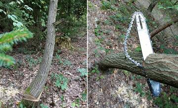 V žilinskom lesoparku niekto zapílil do mladej vŕby. V strome zostala zaseknutá lišta aj s reťazou