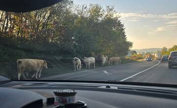 Na ceste pod Strečnom sa prechádzajú kravy, dajte si pozor!