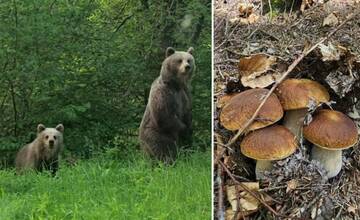 Mladí hubári z Martina stretli niekoľko medveďov. Sučka Amy ich odohnala štekaním