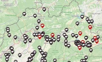 V ktorých lokalitách sa pohybuje medveď najčastejšie? Nová mapa zbiera hlásenia o jeho výskyte