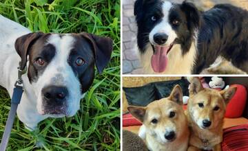 Možno niektorý z nich čaká práve na vás. Žilinský útulok počas víkendu privíta návštevníkov
