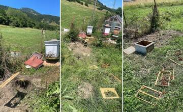 Cintorín v Ružomberku zabezpečili proti medveďom. Zásahový tím je v zvýšenej pohotovosti