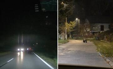 VIDEO: Medveď, ktorý spôsobil paniku na Vlčincoch, skočil do cesty viacerým autám