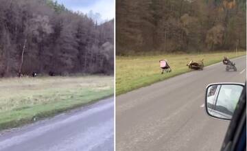 VIDEO: Cestu pri Žiline blokujú kočíky a kára plné dreva. Ťažia ho neznáme osoby v blízkom lese