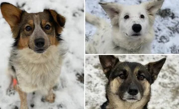 Rozžiarte ich pohľad návštevou. Žilinský útulok počas víkendu opäť otvoria pre verejnosť