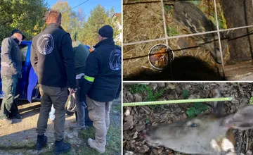 Mladého Kysučana obvinili z pytliactva. Na mláďa diviaka si vyrobil pascu, na laň si pripravil pušku