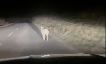 Po Žiline behajú stratené psy, ktoré sa zľakli petárd. Mnohé z nich sa nevedia vrátiť domov