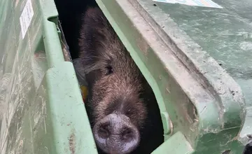 VIDEO: Žilinčanka v satirickej piesni o meste spomína potkany, diviaky, deravé cesty aj pokuty