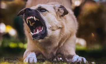 Dieťa na Kysuciach pohryzol túlavý pes. Obec žiada zabezpečenie psov, inak im hrozí odchyt