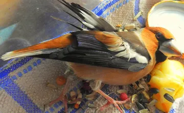 Na žilinskú veterinu prišiel neobvyklý pacient. Glezg hrubozobý sa zranil pri náraze do skla