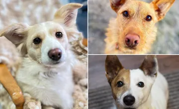 Hľadáte verného priateľa? Žilinský útulok o pár dní opäť privíta návštevníkov