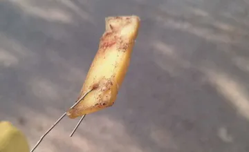 Na Kysuciach sa opäť na zemi povaľuje mäso s drôtmi, psom môže spôsobiť vnútorné krvácanie