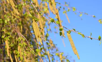 Peľová sezóna sa rozbieha pomalšie ako minulý rok. V Žilinskom kraji začína lietať peľ liesky a jelše