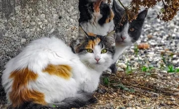 Veteriny v Martine a Sučanoch kastrujú vonkajšie mačky bezplatne. Peniaze získali vďaka zbierke